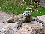 komodovaraan