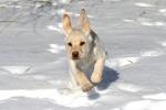 achter hond aan lopen