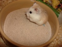 hamster zandbad