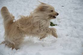 hond-sneeuw