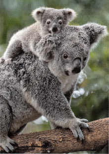 Koala