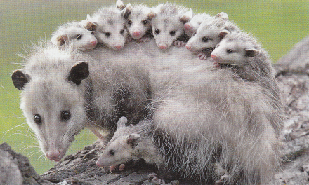 Opossum